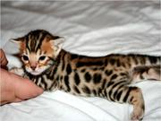 Bengals kittens. father top show cat