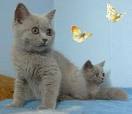 NICE KITTENS FOR APROVAL
