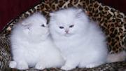 white persian kittens home raised for re homing