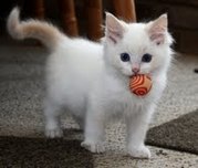 Cute Ragdoll Kittens 