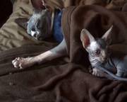 hairless spyhnx cats for sale