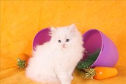cute adorable female white teacup doll face Persian kitten for adoptio