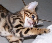 Adorable bengal kittens-$300
