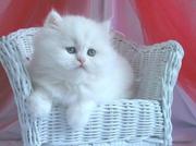 all white persian kitten seeking a home
