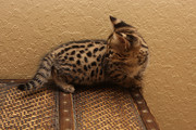 F2 Savannah Kittens Available