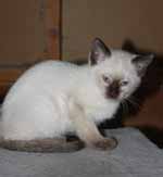 Cutest Siamese Kitten