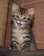 Siberian kittens from Ukraine