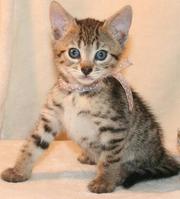 Bengal Pixie Bob Kittens Available Now!!!