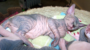 sphynx Kitten