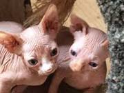 Beautiful Pair Sphynx kittens for adoption