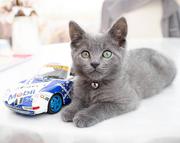 Places to buy Russian blue kittens 