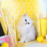 Persian Kittens for sale,  white Persian kittens for sale.