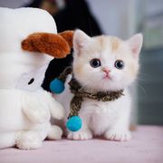 Outstanding munchkin kittens for sale
