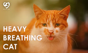 Heavy Breathing Cat: Dangers,  Course of Action,  and Remedies