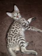 serval, savannah, caracal and ocelot kittens for sale