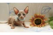 Sphynx Kittens For Adoption and Sale