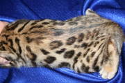 Bengal Kittens available